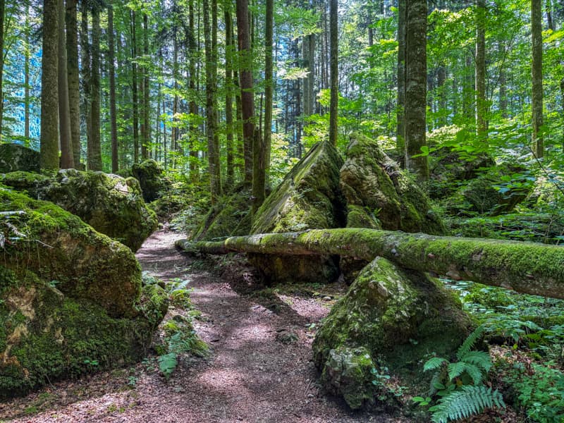 Märchenwald hiking path